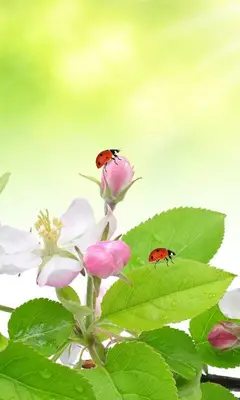 Spring Live Wallpaper android App screenshot 2